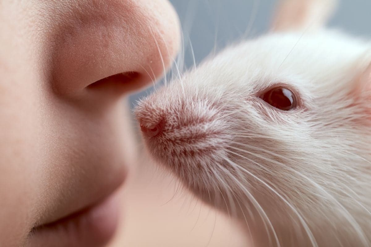 Humans and Mice Share Identical Brain Wiring for Smell