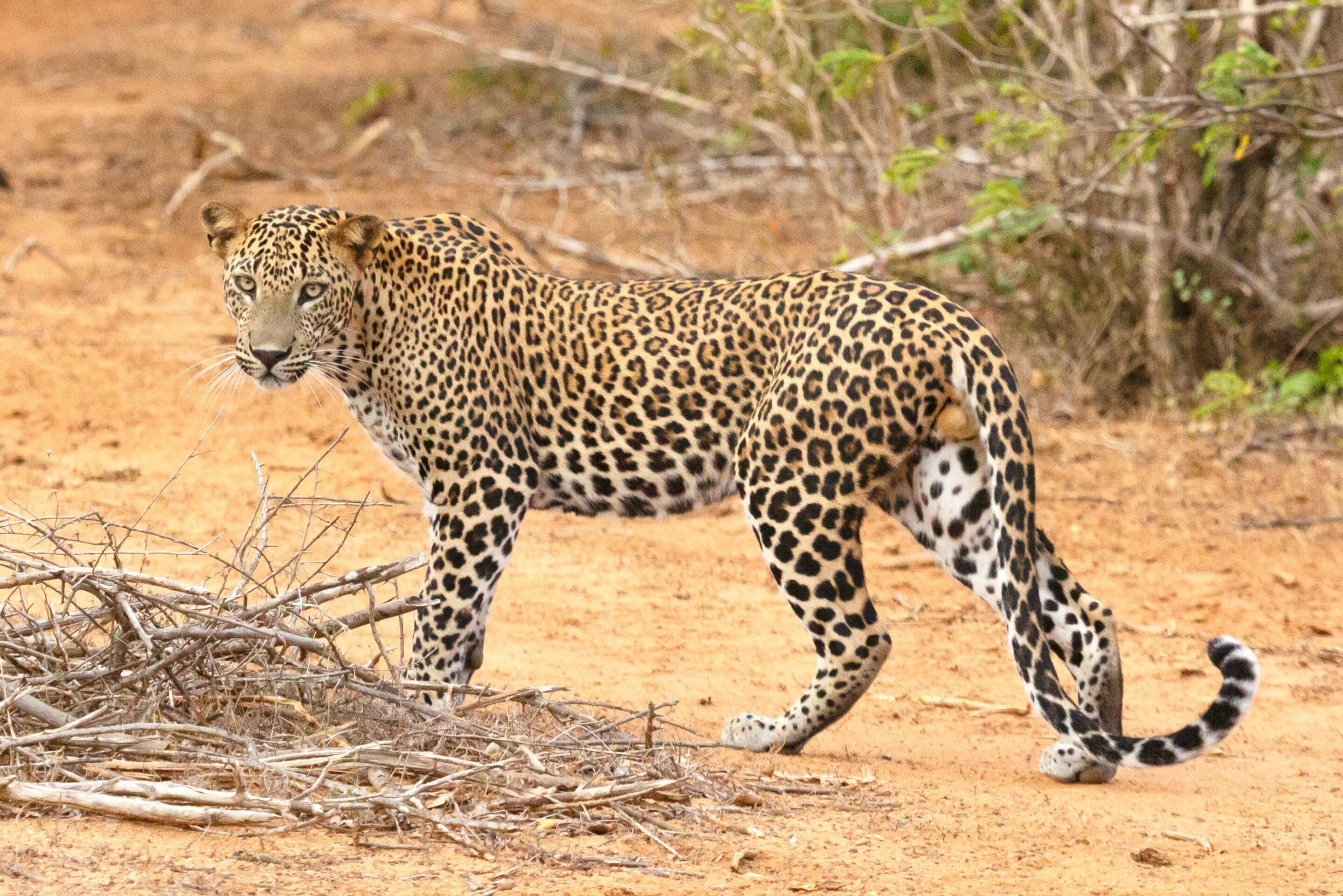 Raft of targeted conservation efforts may help boost leopard numbers in sub-Saharan Africa, study suggests