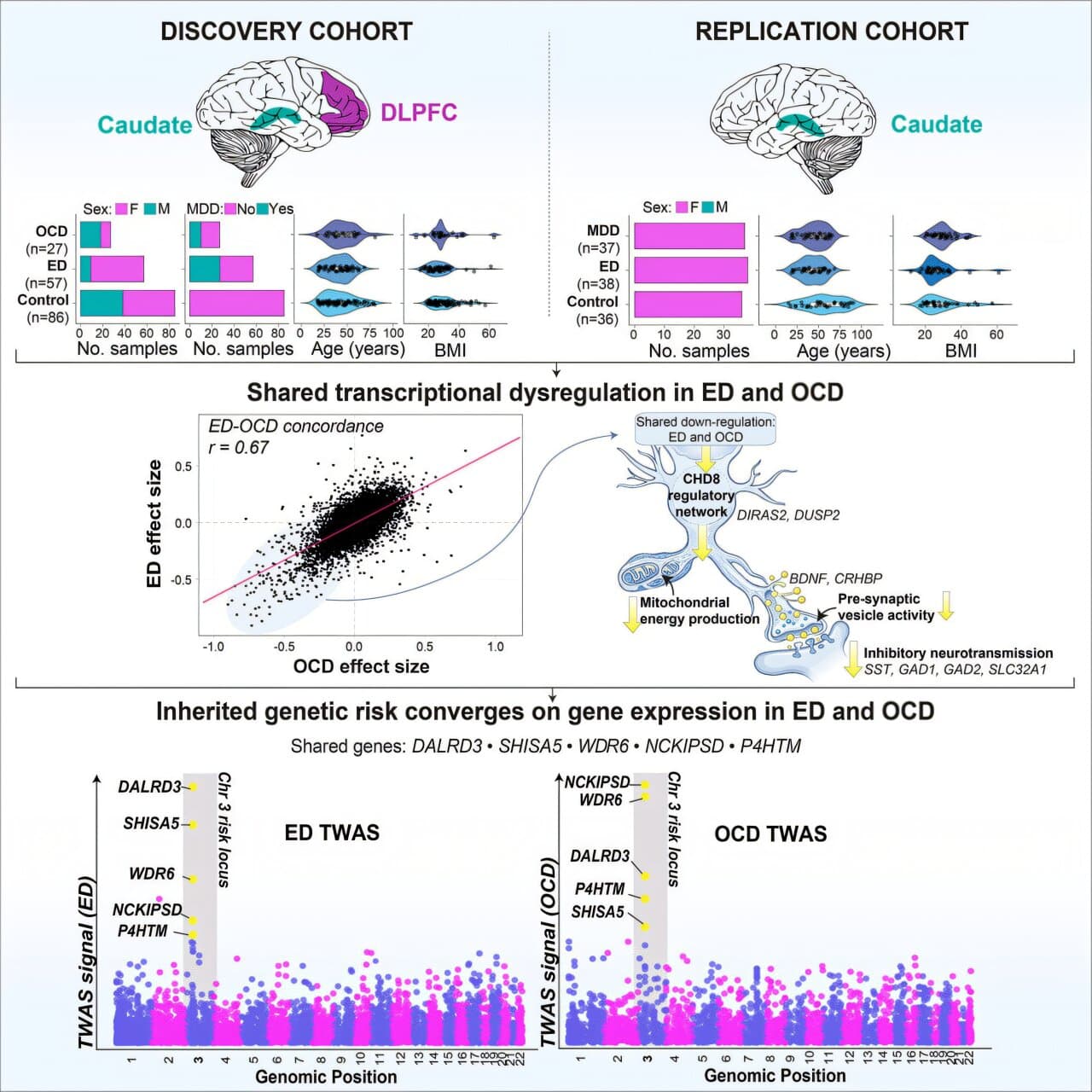 Eating disorders and obsessive-compulsive disorder show shared brain gene expression changes