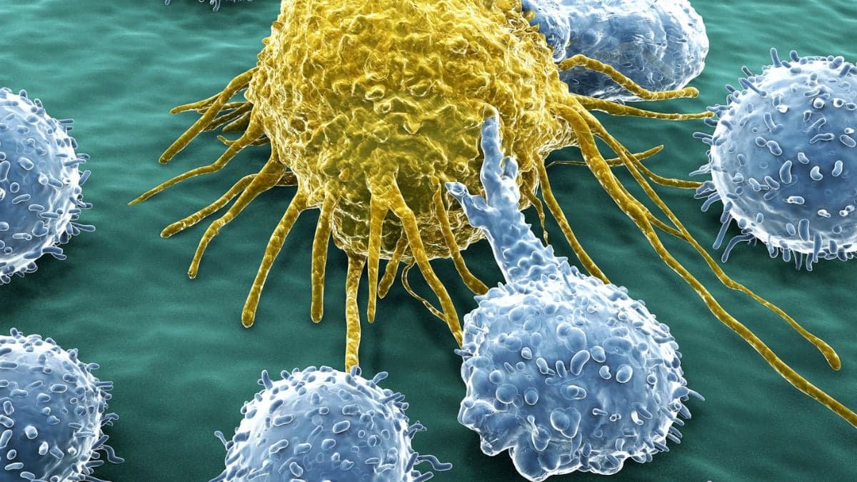 Scientists Just Unlocked an Endless Army of Cancer-Fighting Cells